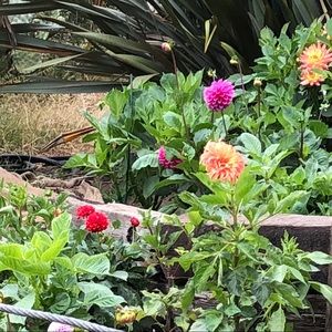 Meet your Posher, Sharon